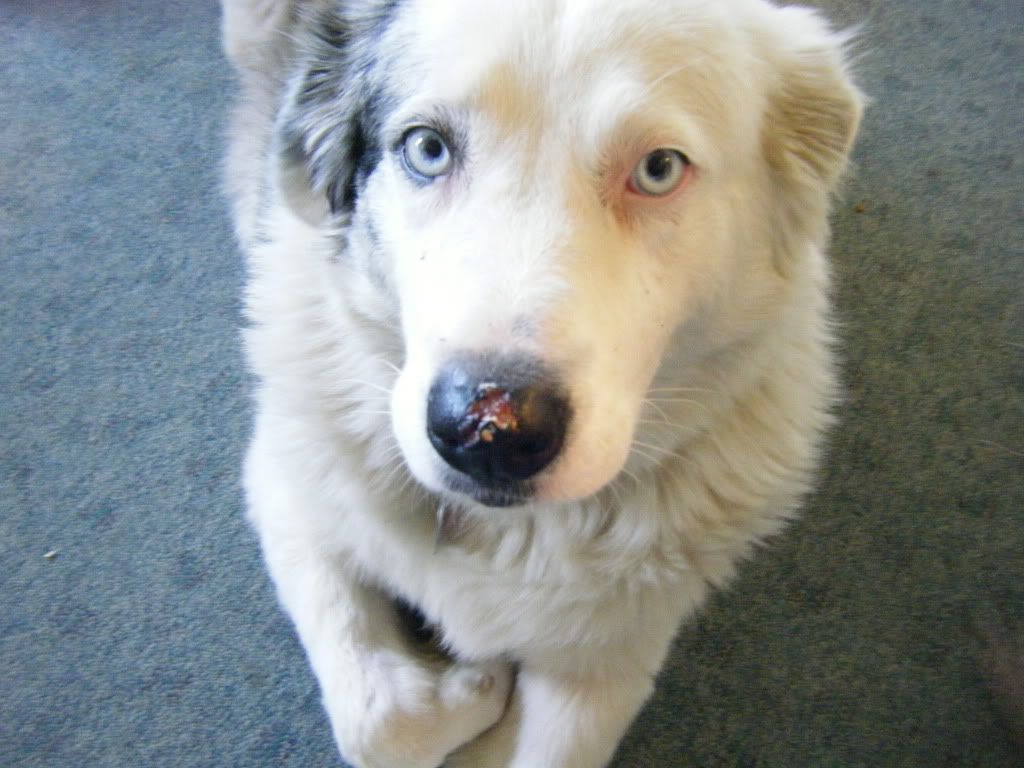 Squirrel bite • Health and Nutrition Gun Dog Forum 2013