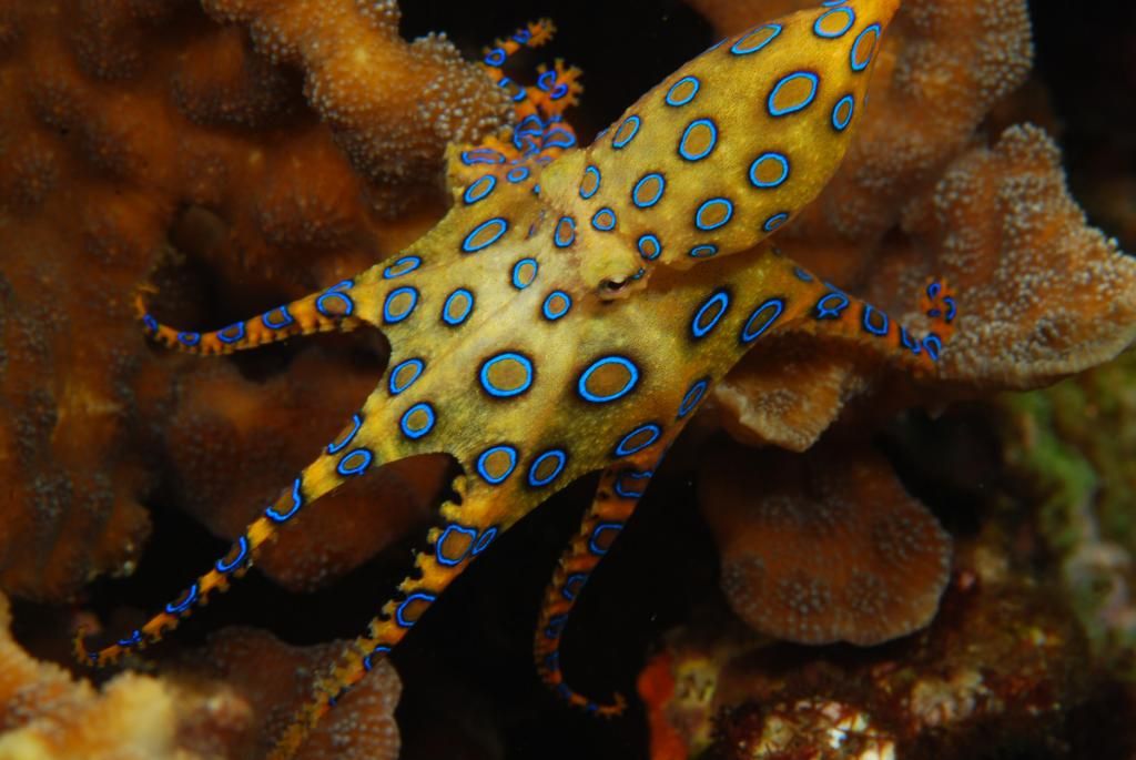 blue-ringed-octopus_zpse7d601e2.jpg