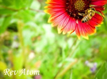 bee,bee,red,red,flower,flower,nature,nature,san antonio,san antonio