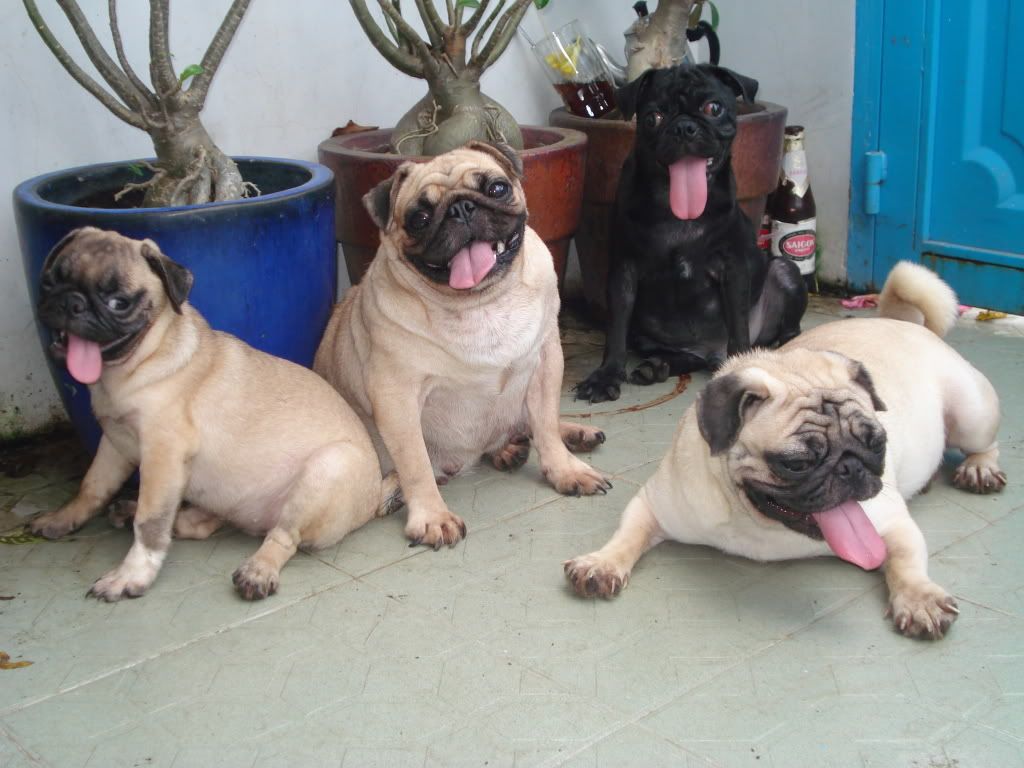 Tìm việc gì thích hợp cho ông già vợ bây giờ.