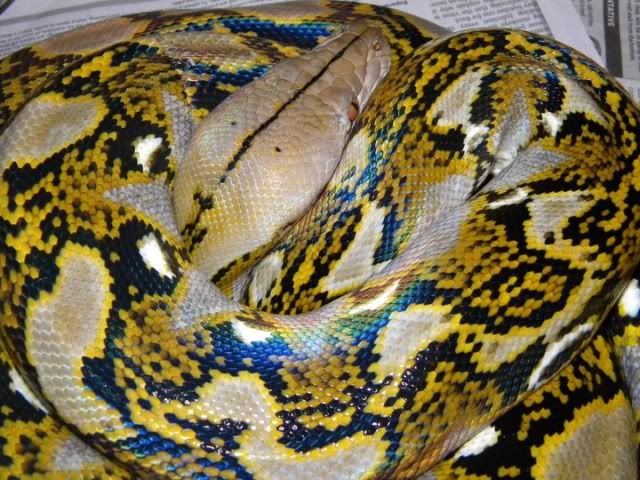 Retic.jpg