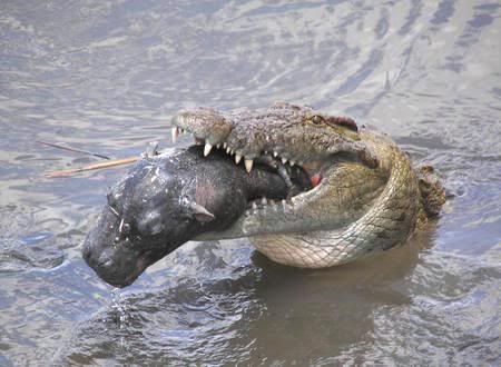 gustave croc