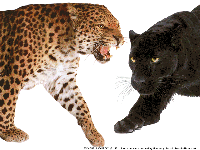 leopard v jaguar