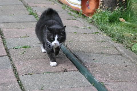 Geplaatste afbeelding