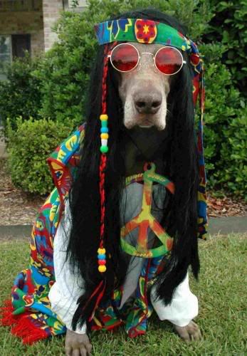 Hippie dog photo: hippie dog hippiedog.jpg